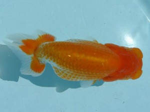 喜樂らんちう会　取締二　七尾好之　葛飾区