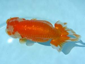 喜樂らんちう会　東大関　清水　健　さいたま市