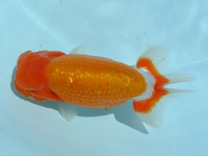 喜樂らんちう会　西大関　高津克人　武蔵野