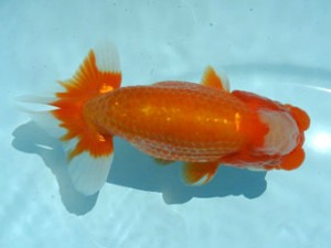 喜樂らんちう会　立行司　大屋智照　市川市