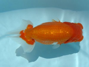 喜樂らんちう会　取締一　土田　裕　墨田区