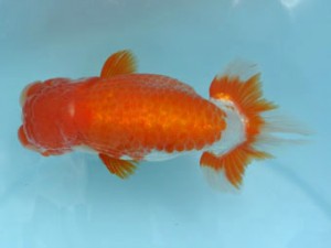 喜樂らんちう会　西大関　清水　健　さいたま市