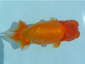 喜樂らんちう会　立行司　登嶋秀法　足立区