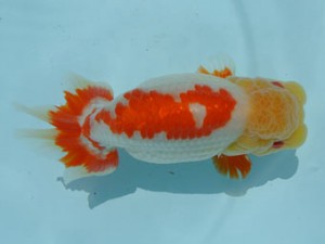 喜樂らんちう会　取締一　小沢　功　古河市