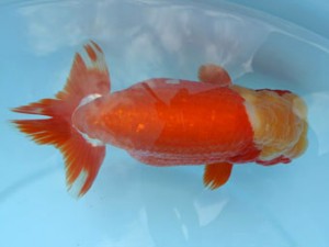 喜樂らんちう会　取締二　池辺　勇　越谷市