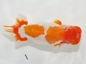 東部大会　東大関　大久保義彰　楽友らんちう会　横浜市長賞・宗家賞