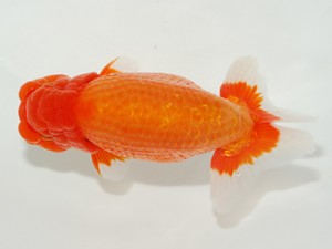 東部大会　西大関　吉野美文　横浜観魚会