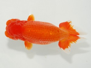 東部大会　取締一　鈴木靖夫　房総らんちう会