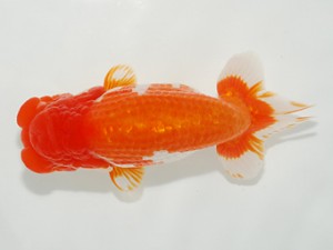 東部大会　取締二　太田和良幸　観魚会