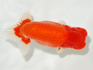 喜樂らんちう会　東大関　齋藤一成　観魚会　神奈川県知事賞・宗家賞