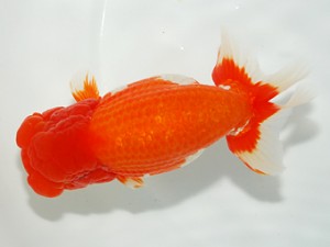 東部大会　西大関　篠　孝利　観魚会