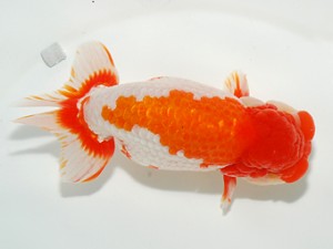 東部大会　立行司　登嶋秀法　喜樂らんちう会