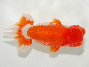 東部大会　取締二　清水　健　観魚会