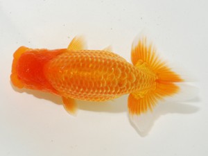 東部大会　東大関　星野幸信　紫錦会　横浜市議会議長賞・宗家賞