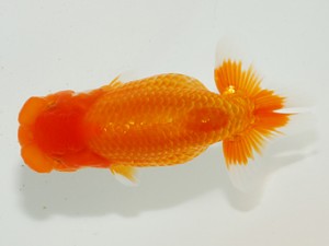 東部大会　西大関　森相　優　宮城伊達らんちう会