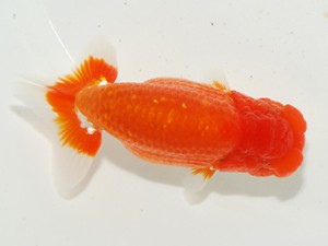 東部大会　立行司　中澤俊男　横浜観魚会