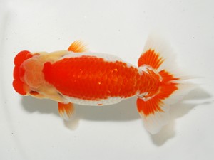 東部大会　取締一　亀山　清　両毛愛魚会