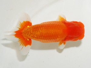 東部大会　取締二　大久保義彰　楽友らんちう会