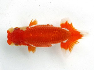 足柄らんちう会　東大関　栃谷義寛　藤沢市