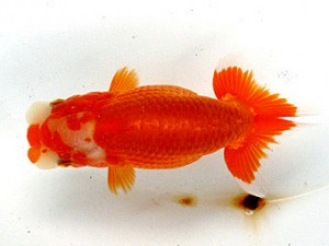 足柄らんちう会 東勧進元　芳賀孝泰　港北区