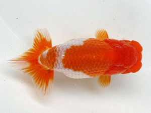 足柄らんちう会 西勧進元　安田英一　川崎市