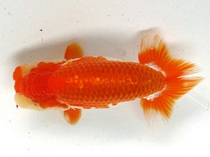 足柄らんちう会 行司一　栃谷義寛　藤沢市