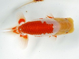 足柄らんちう会 行司二　大熊正人　岡山県