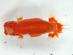 足柄らんちう会 行司三　田島　貢　静岡県