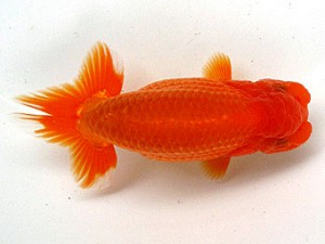 足柄らんちう会 西脇行司　難波　正　岡山県