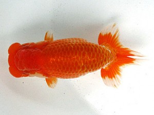 足柄らんちう会　西大関　高地成弥　荒川区