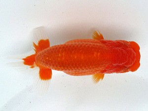 足柄らんちう会　取締一　佐藤徳正　寒川町