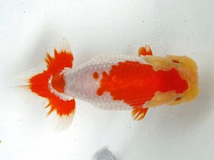 足柄らんちう会　取締二　加藤弘志　岡山県
