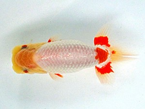 足柄らんちう会 東関脇　芳賀孝泰　港北区