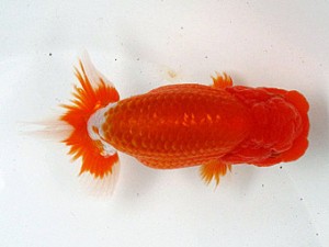 足柄らんちう会 西関脇　羽鳥容平　藤沢市