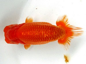 足柄らんちう会 東小結　松坂祐一　狛江市