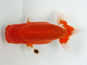 足柄らんちう会 西小結　羽鳥容平　藤沢市