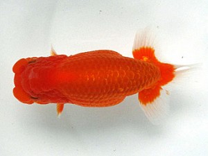 足柄らんちう会　東大関　大熊正人　岡山県