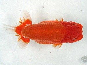 足柄らんちう会　西大関　竹之内博幸　茅ヶ崎市