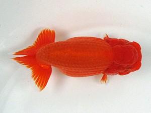 足柄らんちう会　立行司　田島　貢　静岡県