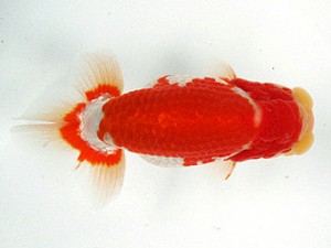 足柄らんちう会　取締一　田島　貢　静岡県