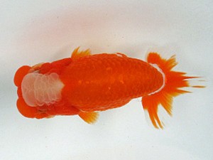 足柄らんちう会　取締二　長田守正　静岡県
