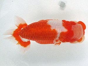 足柄らんちう会　東大関　神田太郎　入間市