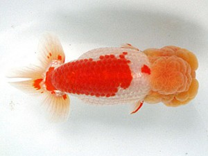 足柄らんちう会　西大関　栃谷義寛　藤沢市