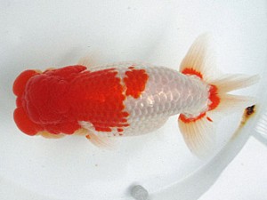 足柄らんちう会　立行司　櫻井　彰　藤沢市