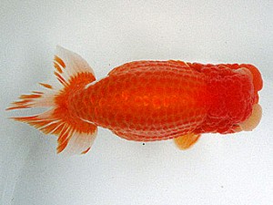 足柄らんちう会　取締一　加藤弘志　岡山県