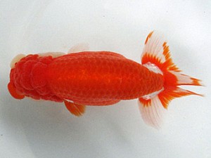 足柄らんちう会　取締二　加藤弘志　岡山県