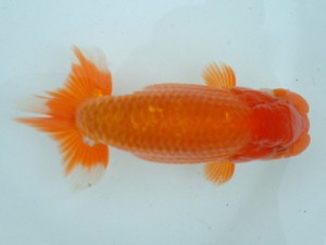 備後鱗友会　一席　尾道市　岩下孝広