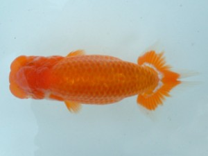 備後鱗友会　二席　呉市　神田友樹