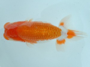 備後鱗友会　三席　浅口市　遠藤正一