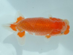 備後鱗友会　四席　福山市　飯山長治